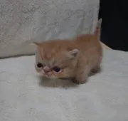 マンチカン(短足)【兵庫県・男の子・2022年4月10日・レッドタビー】の写真2