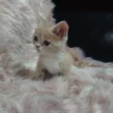 マンチカン(短足)【兵庫県・男の子・2023年3月24日・クリームタビー&ホワイト】の写真3