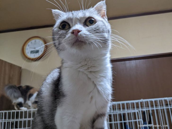 スコティッシュフォールド【・女の子・2019年4月3日・シルバーパッチドタビー＆ホワイト】