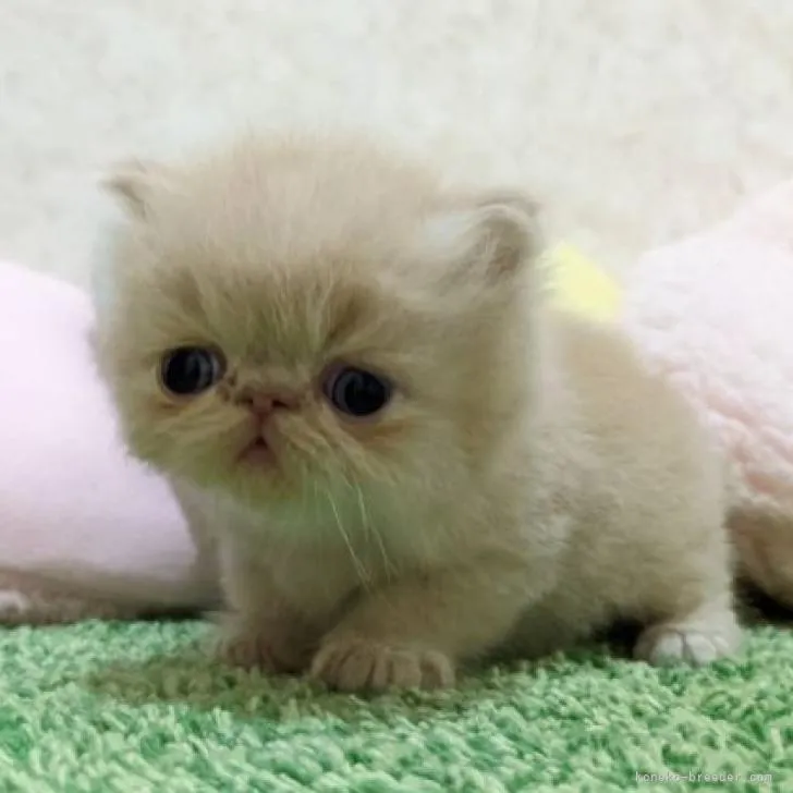 ID：2206-02842の子猫