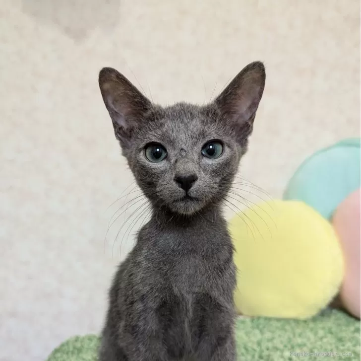 ID：2410-02153の子猫