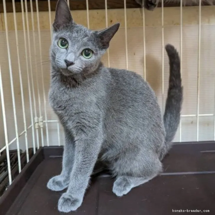 ID：2305-01904の子猫