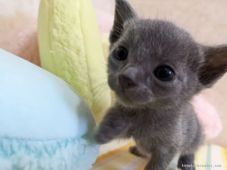 ID：2204-01976の子猫