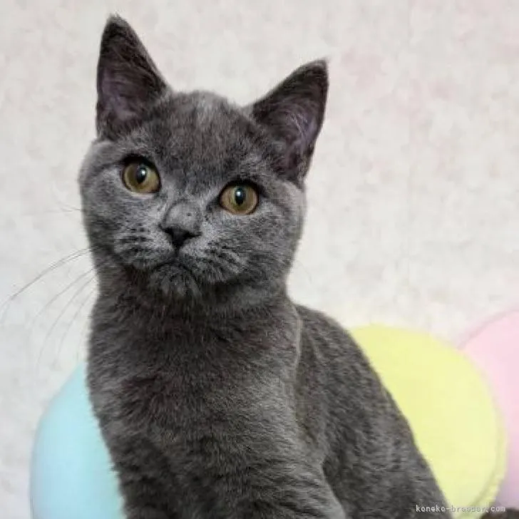 ID：2205-02177の子猫