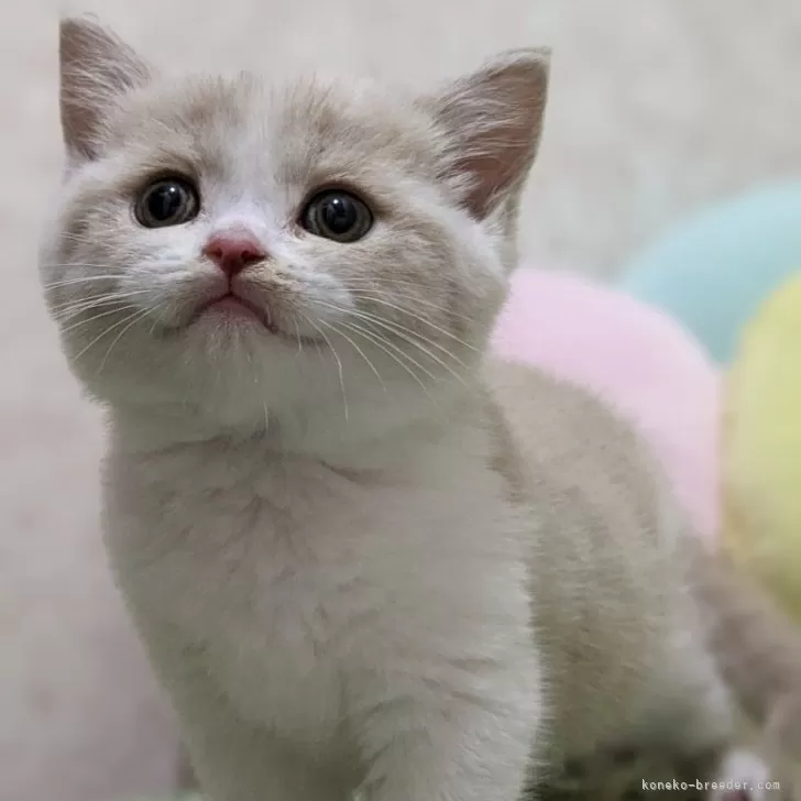 ID:2312-02987の子猫