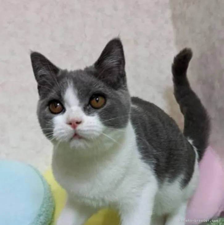 ID：2205-02180の子猫