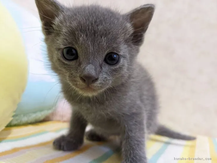 リリメリ 様のお迎えした子猫