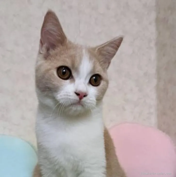 ID：2205-02181の子猫