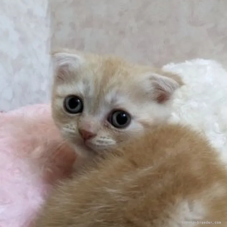 ID：2303-02663の子猫