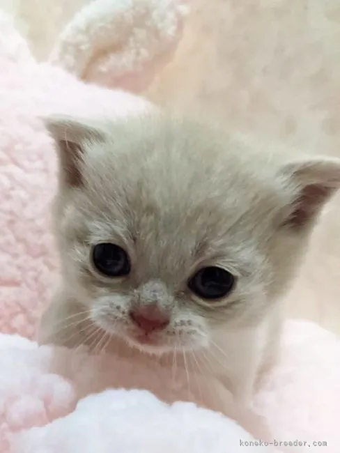 ID：2202-01233の子猫