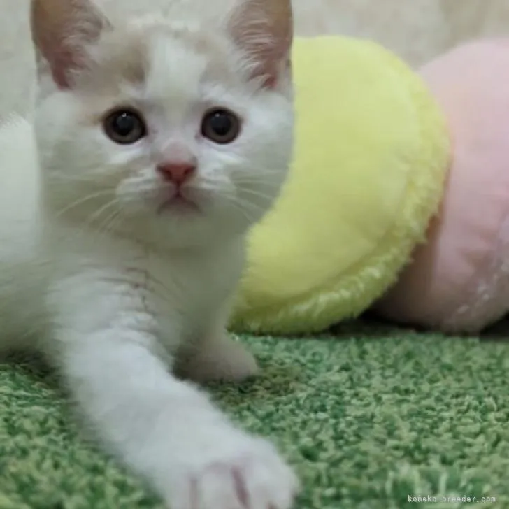 ID：2212-01786の子猫