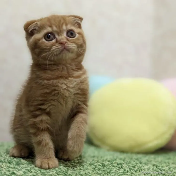 ID：2212-01783の子猫