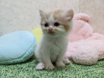 ラガマフィン【千葉県・男の子・2022年4月8日・レッドタビー&ホワイト】の写真「ふわふわレッドタビー＆ホワイトの男の子」