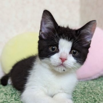 スコティッシュフォールド(立ち耳)【千葉県・男の子・2023年3月6日・ブラック&ホワイト】の写真「ハチワレの元気っ子！」