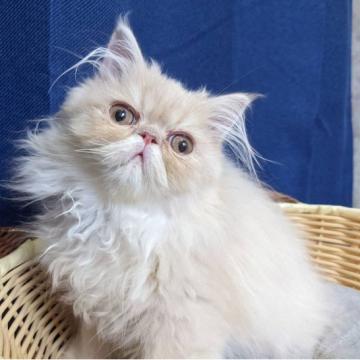 エキゾチックロングヘア【千葉県・男の子・2022年5月16日・クリーム】の写真「むくむくおっとり甘えん坊の男の子♬」