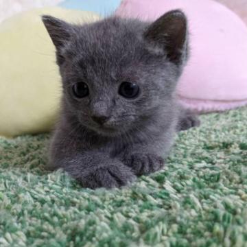 ロシアンブルー【千葉県・女の子・2022年6月13日・ブルー】の写真「ぱっちりお目々のかわい子ちゃん♥」