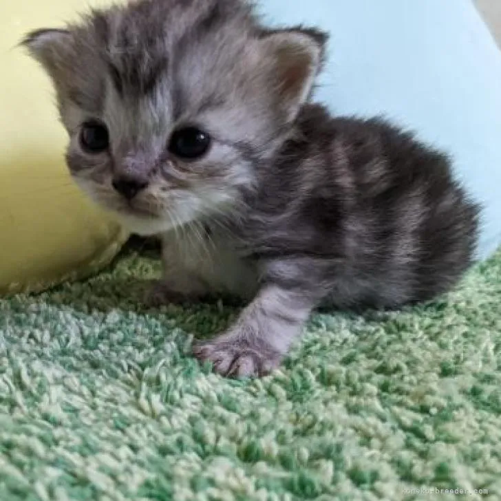 ID：2209-02007の子猫