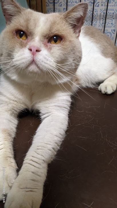 ブリティッシュショートヘア【・男の子・2017年6月13日・クリーム＆ホワイト】