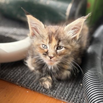 メインクーン【高知県・女の子・2025年9月24日・ブラウンパッチドタビー】の写真「7頭兄妹です」