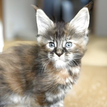 メインクーン【高知県・女の子・2025年9月24日・ブラウンパッチドタビー】の写真「大きい子」