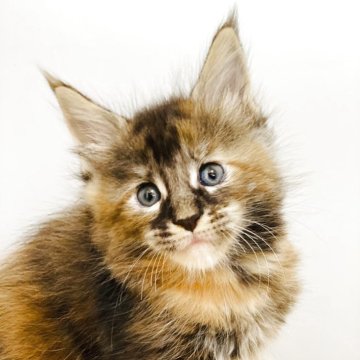 メインクーン【高知県・女の子・2025年9月24日・ブラウンパッチドタビー】の写真「大きい子」