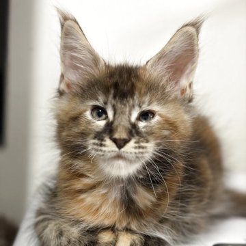 メインクーン【高知県・女の子・2025年9月24日・ブラウンパッチドタビー】の写真「日々兄妹と走り回って遊んでます。」