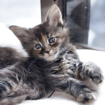 メインクーン【高知県・女の子・2025年9月24日・ブラウンパッチドタビー】の写真「7頭兄妹です」