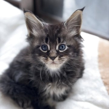 メインクーン【高知県・男の子・2025年9月24日・ブラウンクラッシックタビー】の写真「優しい子」