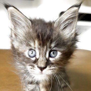 メインクーン【高知県・女の子・2025年9月24日・ブラウンパッチドタビー】の写真「大きい子」