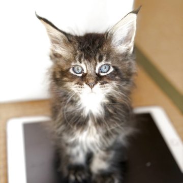 メインクーン【高知県・男の子・2025年9月24日・ブラウンクラッシックタビー】の写真「元気いっぱい」