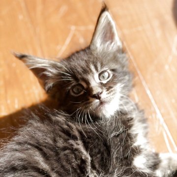 メインクーン【高知県・男の子・2025年9月24日・ブラウンクラッシックタビー】の写真「7頭兄妹です」