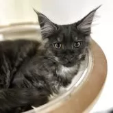 メインクーン【高知県・男の子・2025年2月11日・ブラックスモーク】の写真1