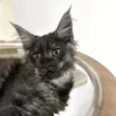 メインクーン【高知県・男の子・2025年2月11日・ブラックスモーク】の写真4