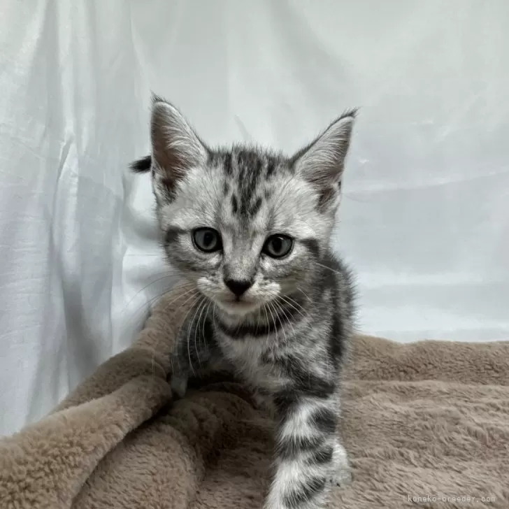 ID：2407-00589の子猫