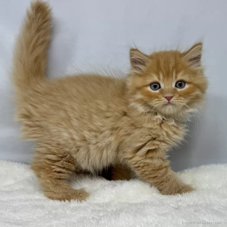 ID：2407-02282の子猫