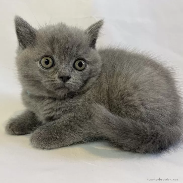 ID:2401-02614の子猫