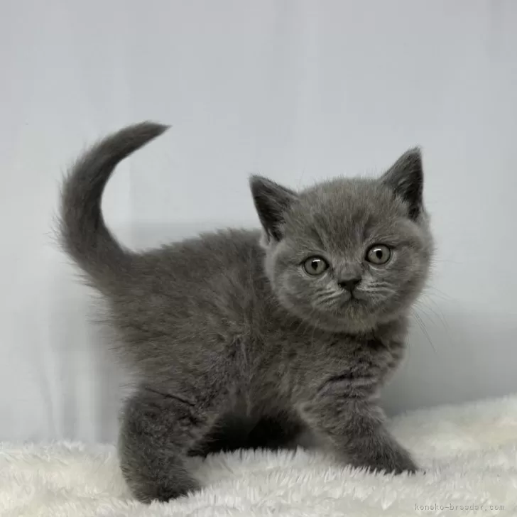 ID：2407-01363の子猫