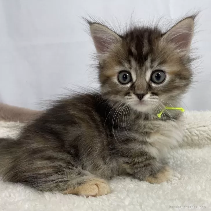 ID:2404-01940の子猫