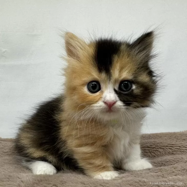 ID：2406-02485の子猫