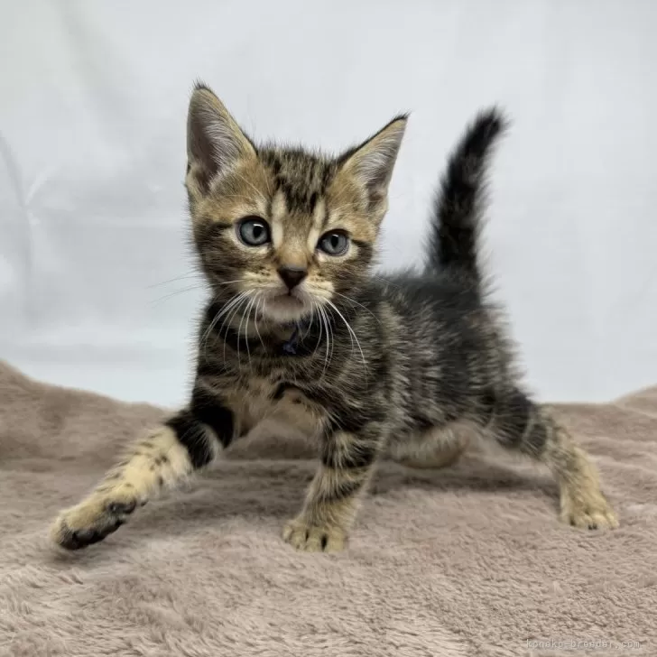 ID：2407-00588の子猫