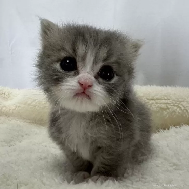 ID：2406-01757の子猫