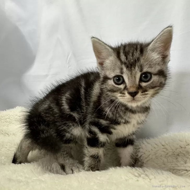 ID:2405-02144の子猫