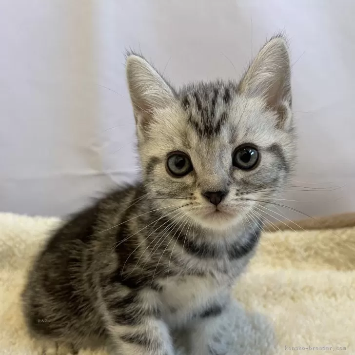 ID:2401-00557の子猫