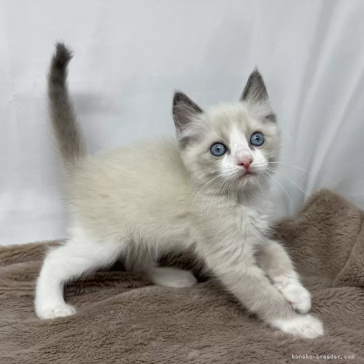 ID：2406-02871の子猫