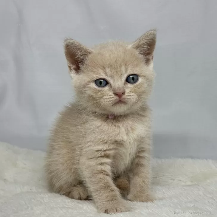 ID：2407-01370の子猫
