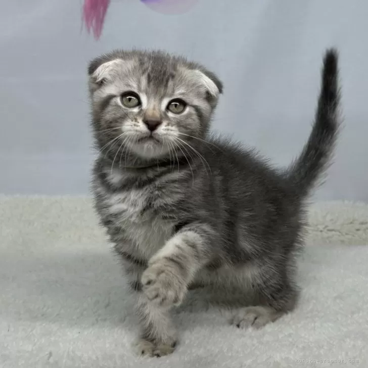 ID：2408-00962の子猫