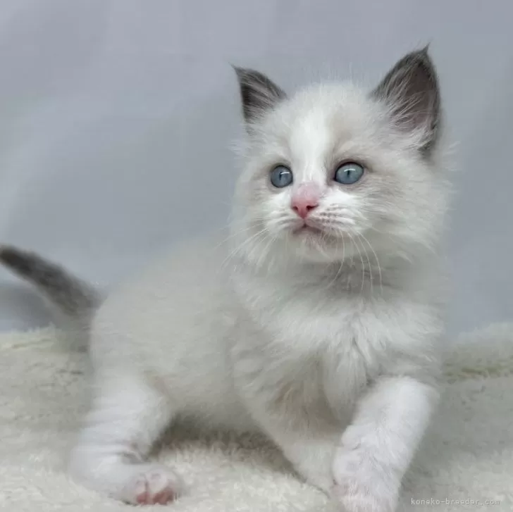 ID:2410-00378の子猫
