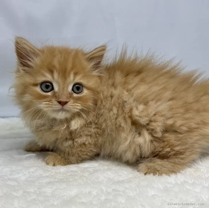 ID:2407-02284の子猫