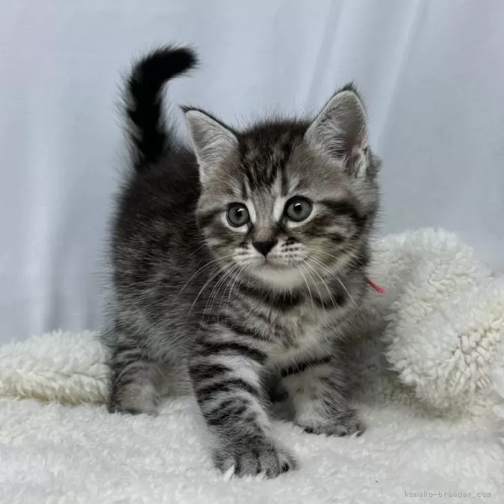 ID：2410-00954の子猫