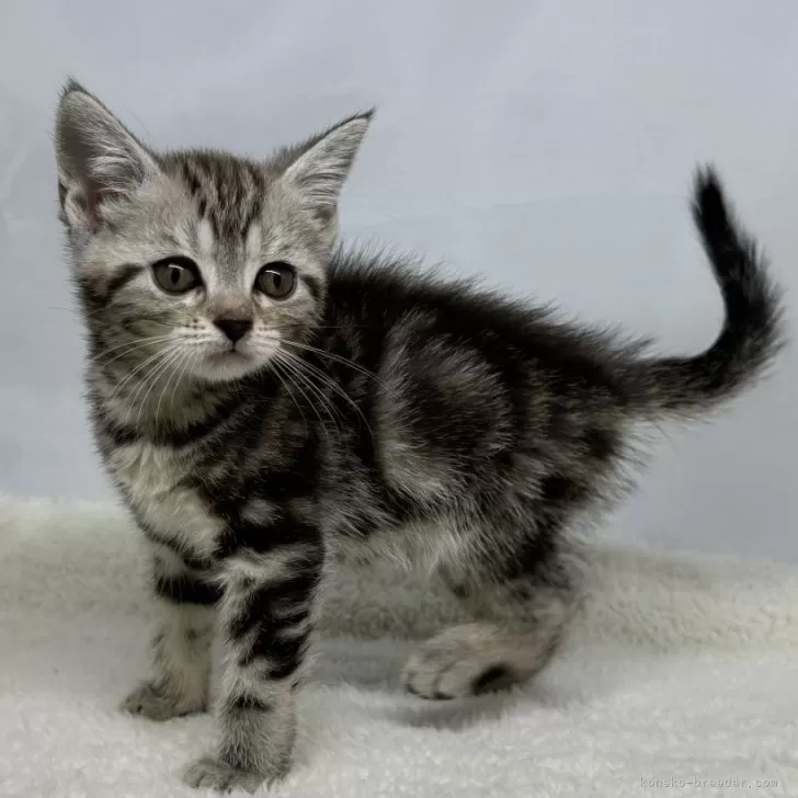 ID：2408-00964の子猫